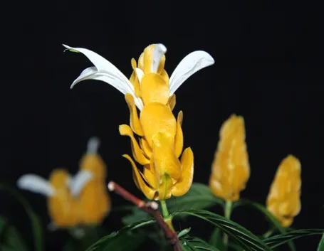 Pachystachys 