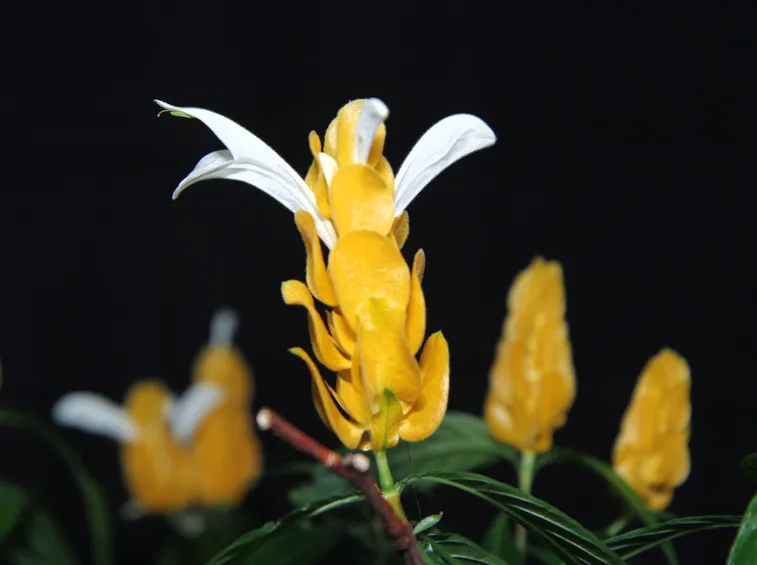 Pachystachys 