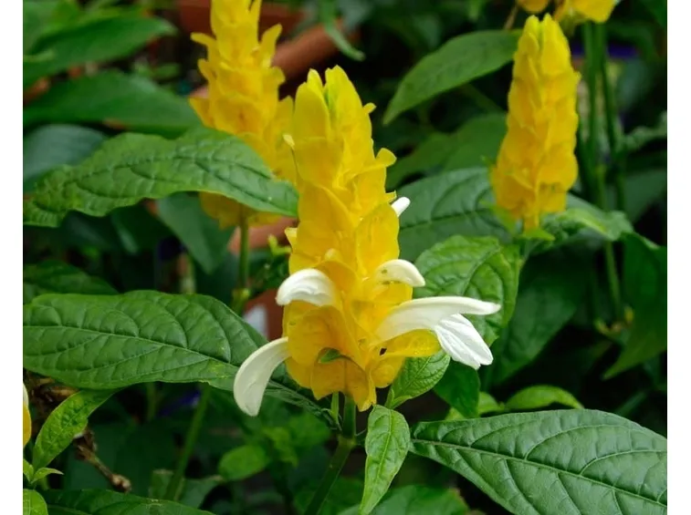 Pachystachys 