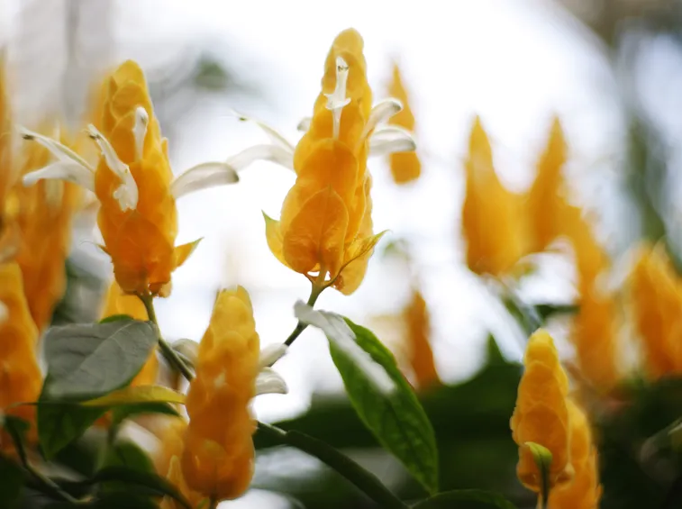 pachystachys