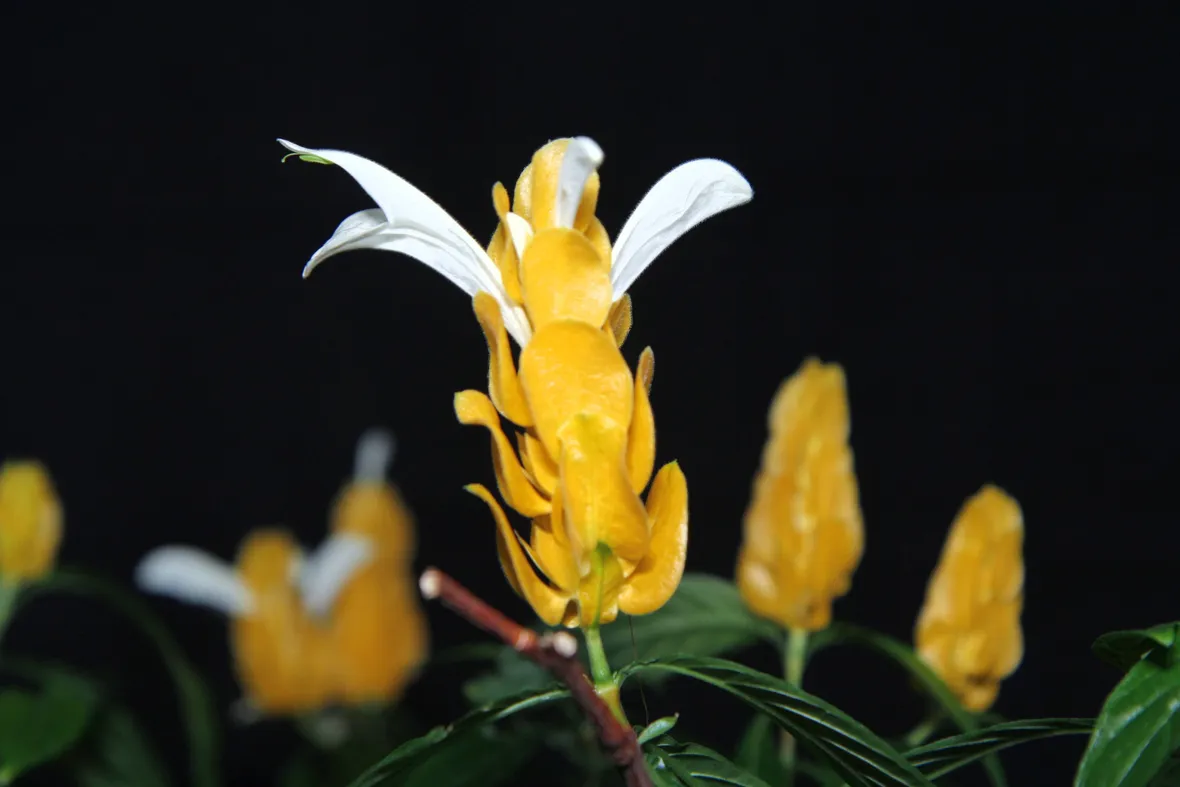 Pachystachys 
