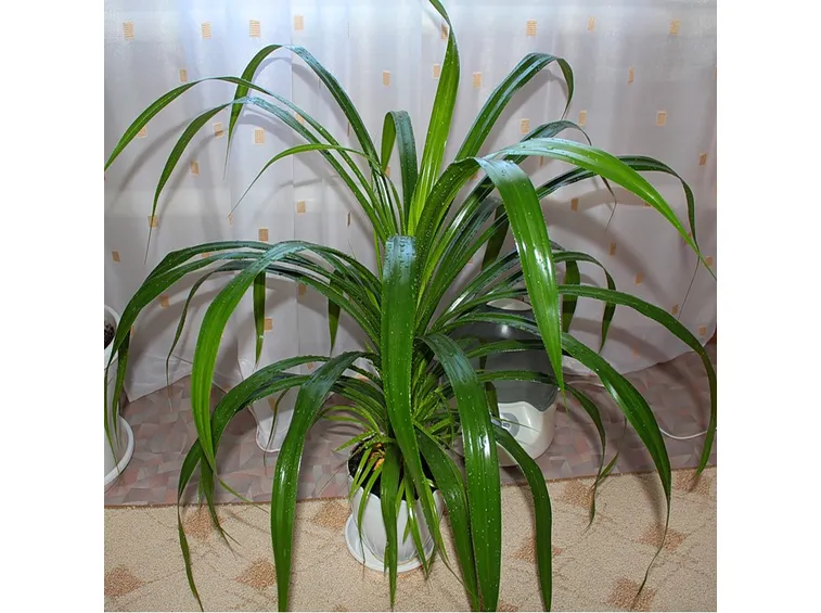 Pandanus