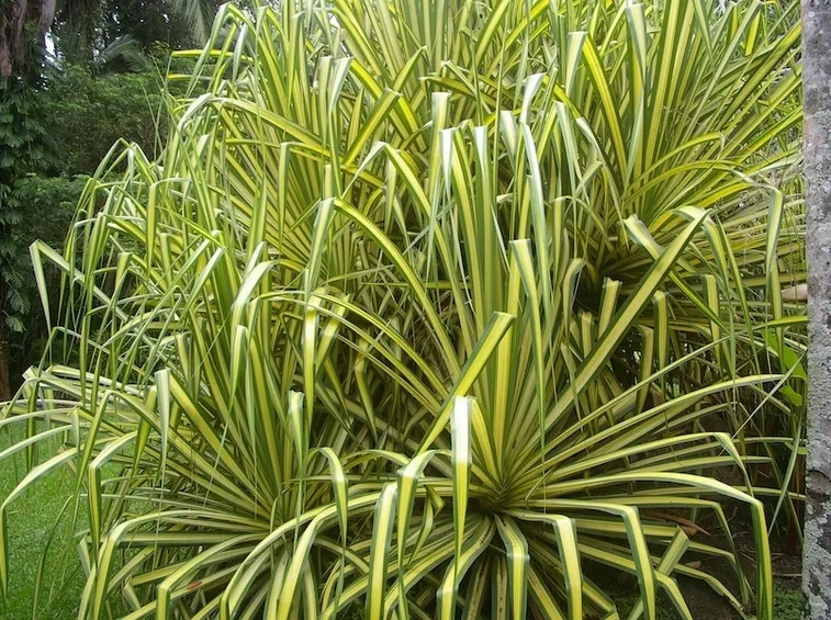pianta pandanus