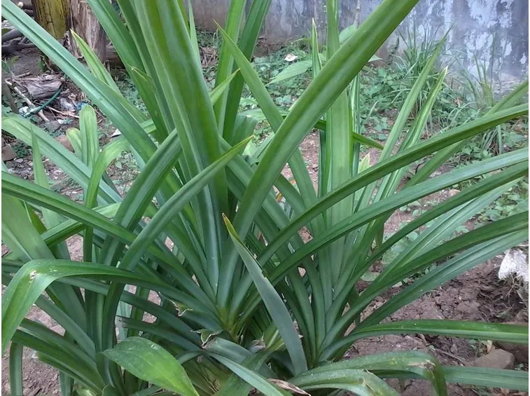 pianta pandano