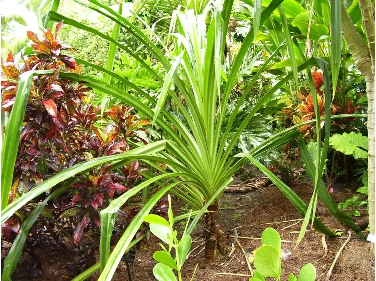 pandanus furcatus