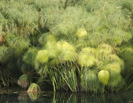 Papiro  