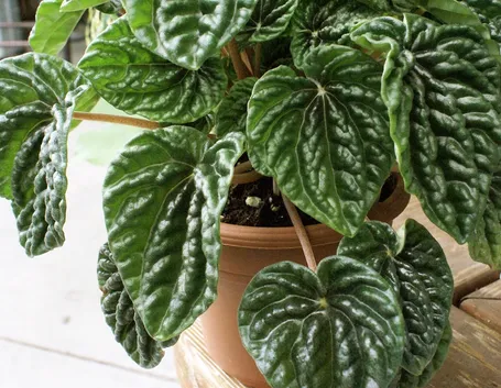 Peperomia caperata