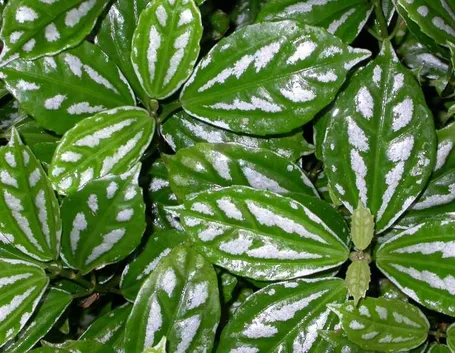 Pilea cadierei