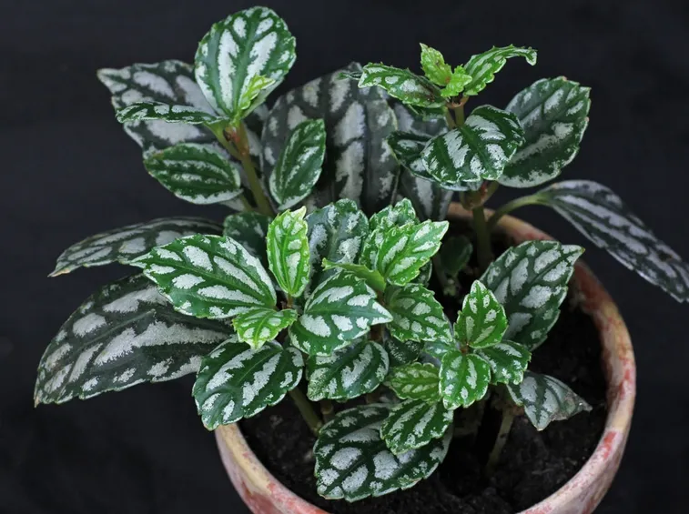 Pilea pianta