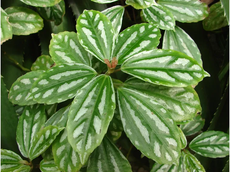 foglie pianta alluminio