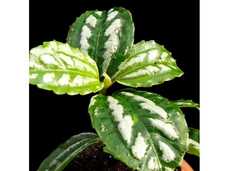 esemplare di pilea cadierei