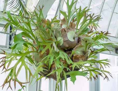 Platycerium bifurcatum 
