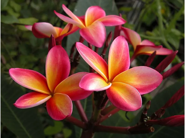 plumeria rubra