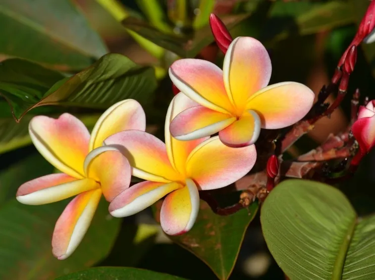pianta plumeria rubra