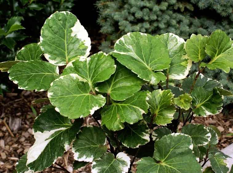 Polyscias 