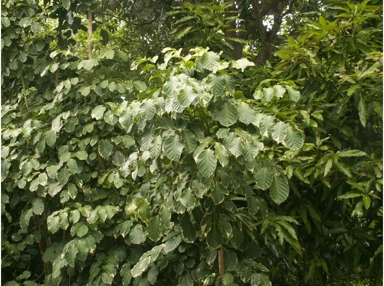 pianta polyscias