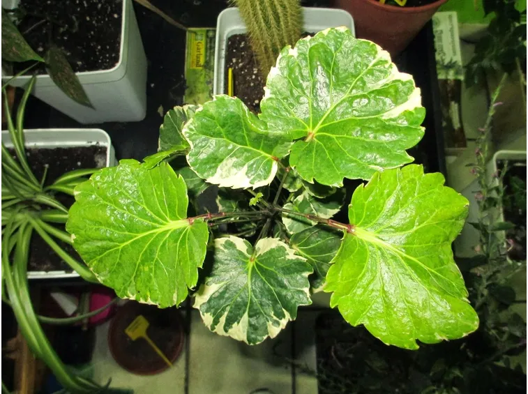 foglie polyscias