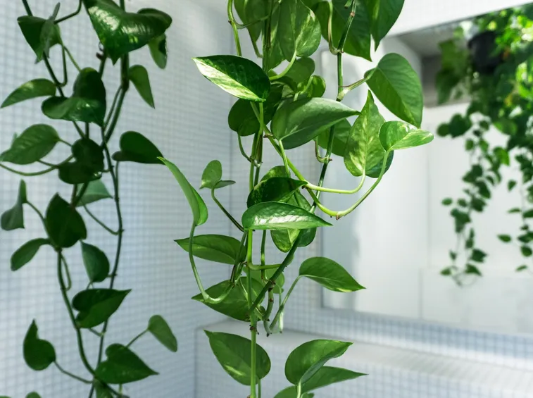 pothos foglie
