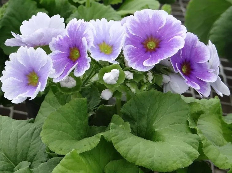 primula obconica