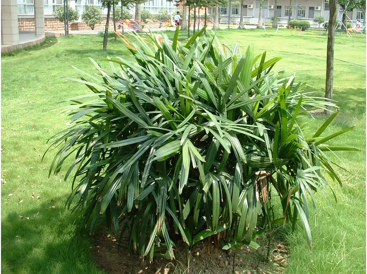 rhapis pianta