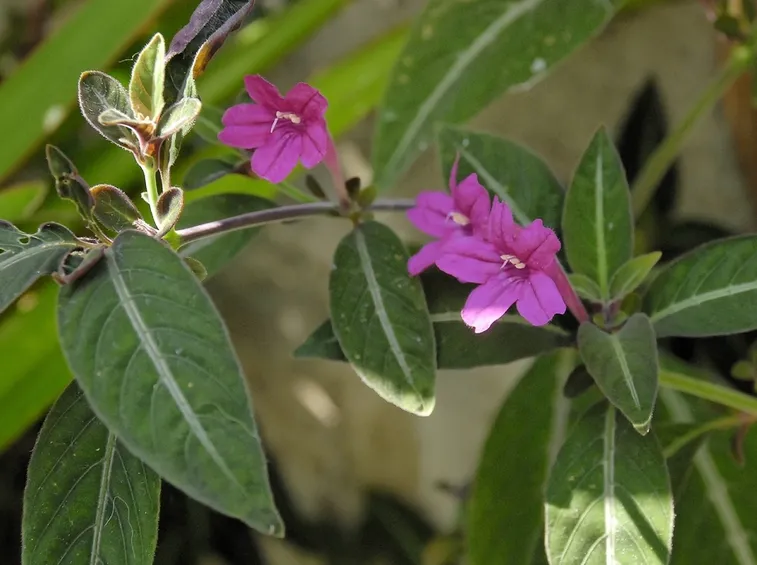 fiori ruellia