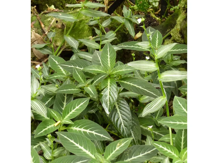 ruellia foglie