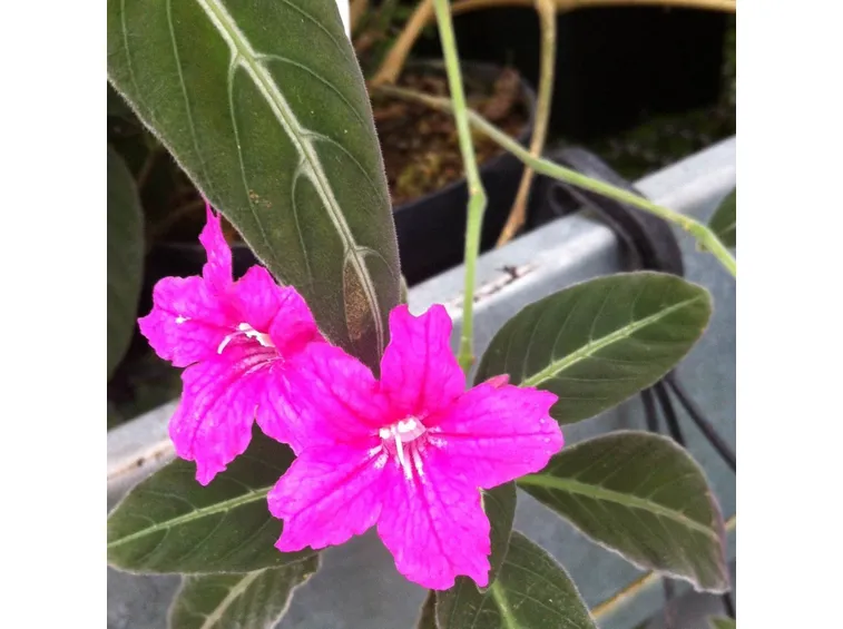 fiori ruellia makoyana