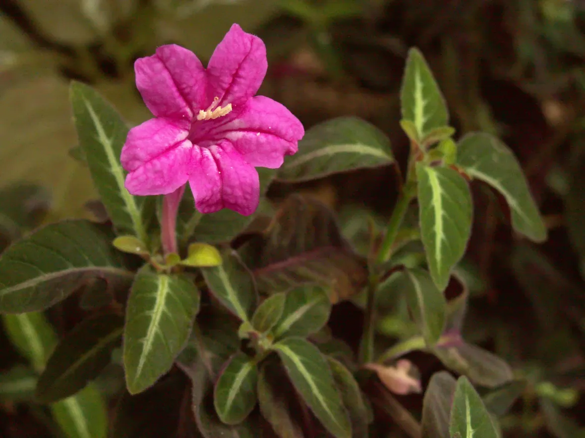 Ruellia makoyana