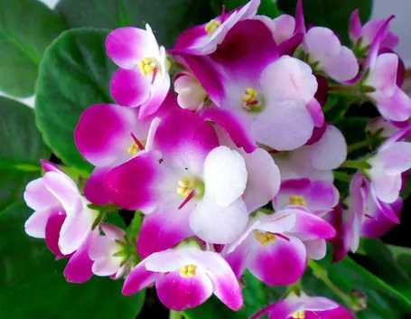 Violetta africana