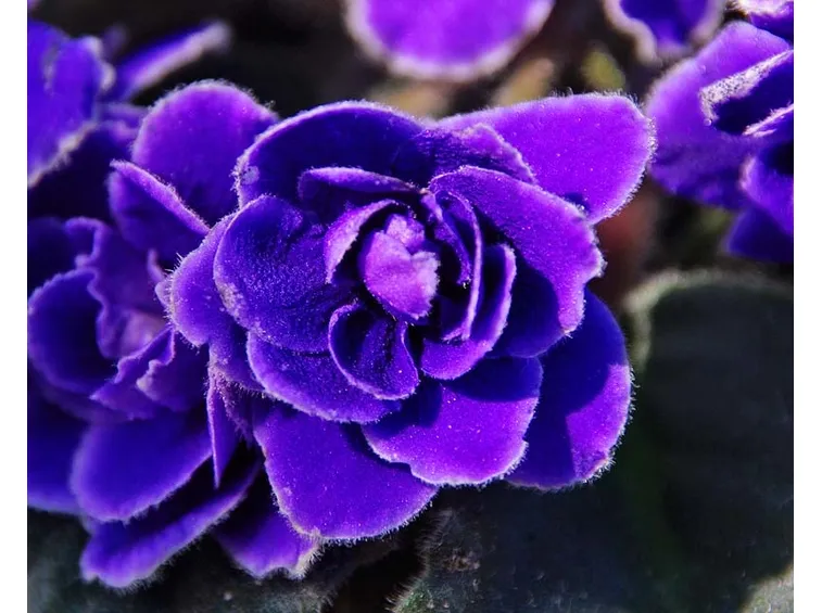 Saintpaulia ionantha