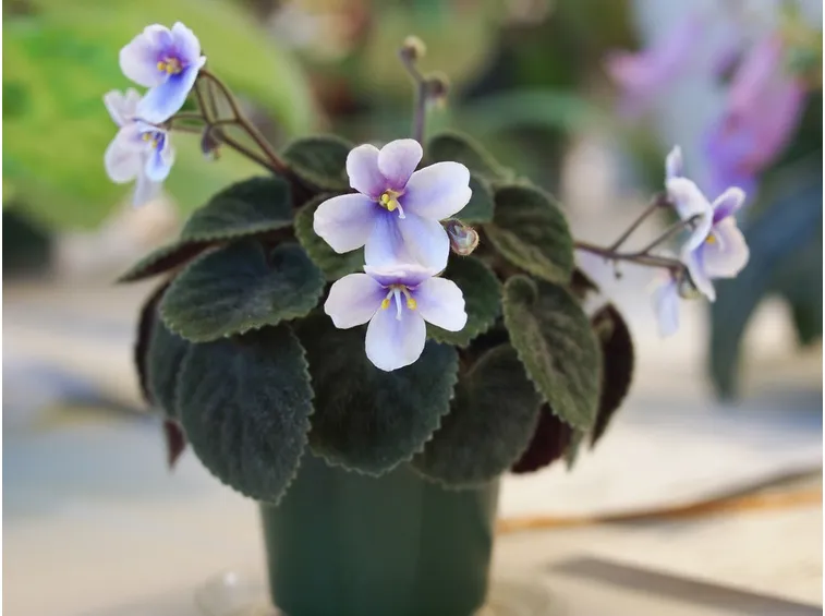 Saintpaulia velutina