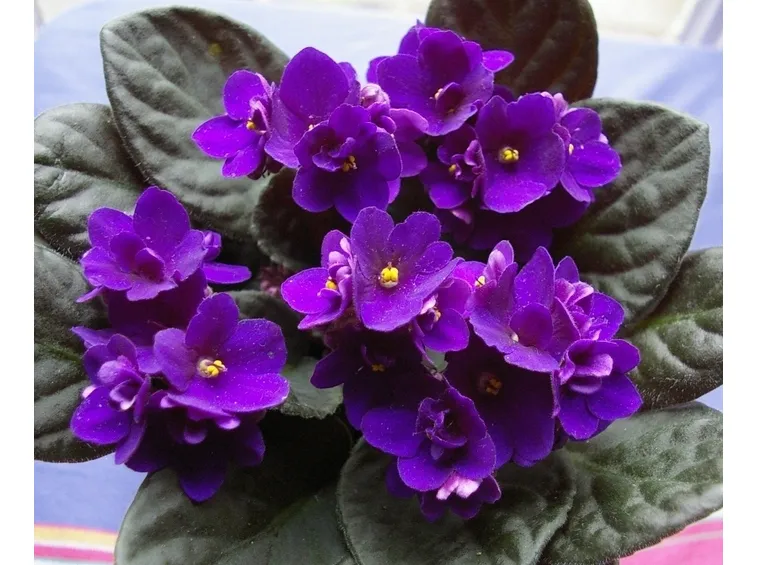 Saintpaulia fiori