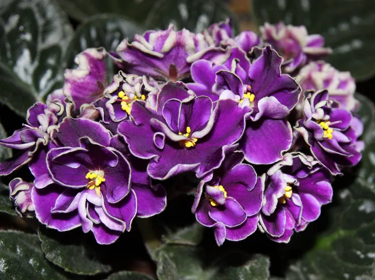fiori saintpaulia