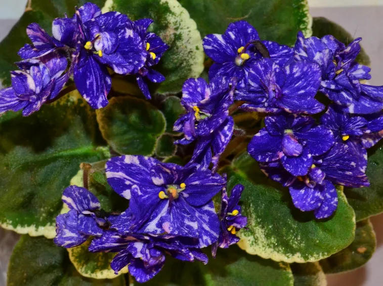 fiori violetta