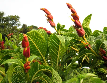 Sanchezia 