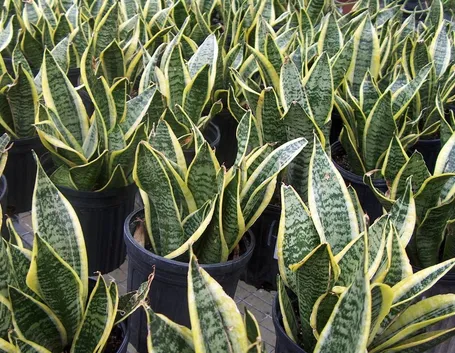 Sanseveria
