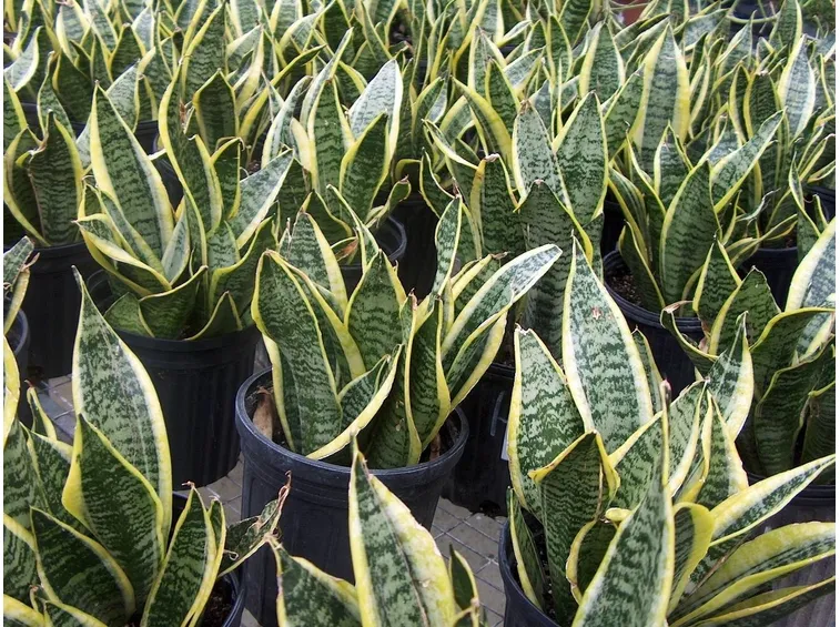 Sanseveria
