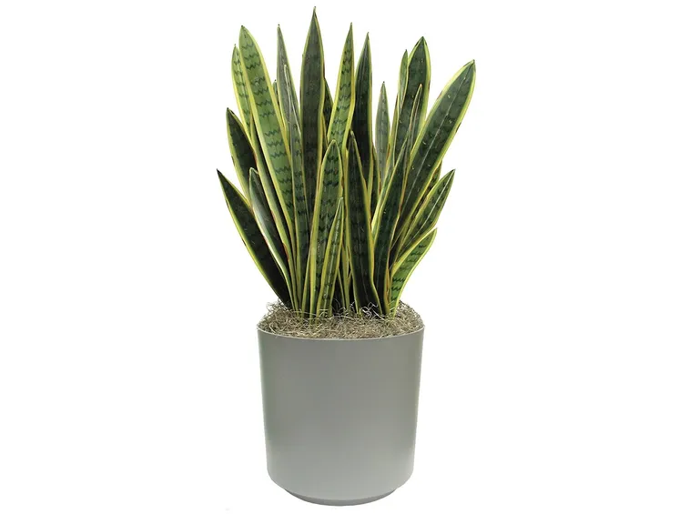 vaso di sansevieria