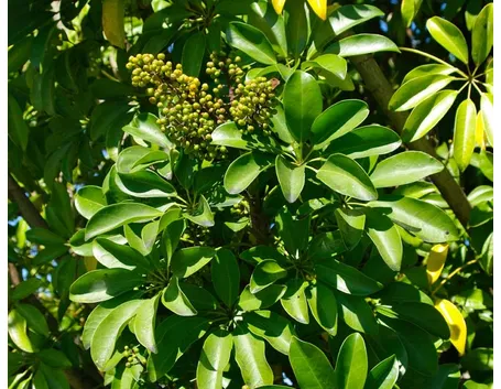 schefflera