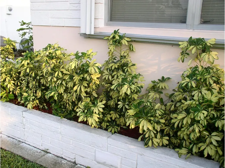 fioriere schefflera