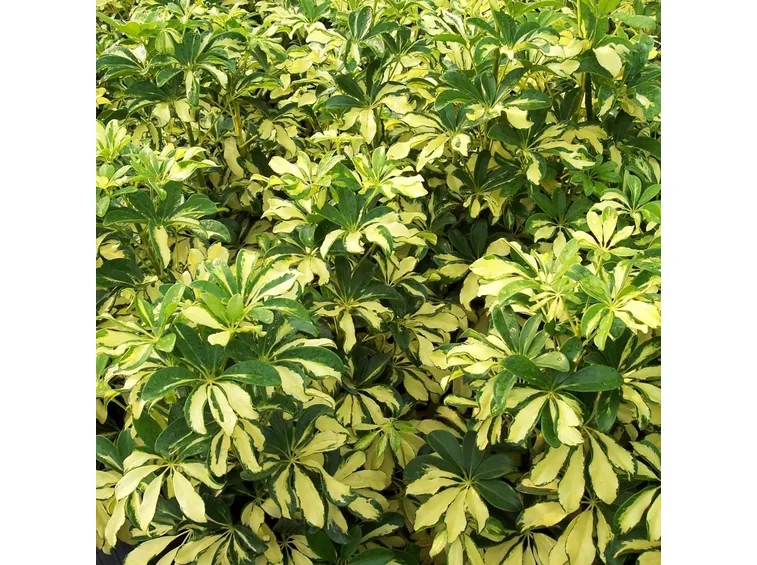 foglie schefflera
