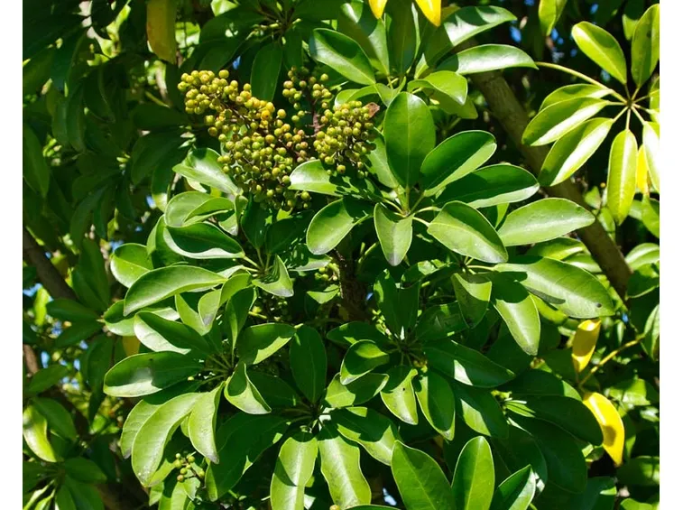 schefflera
