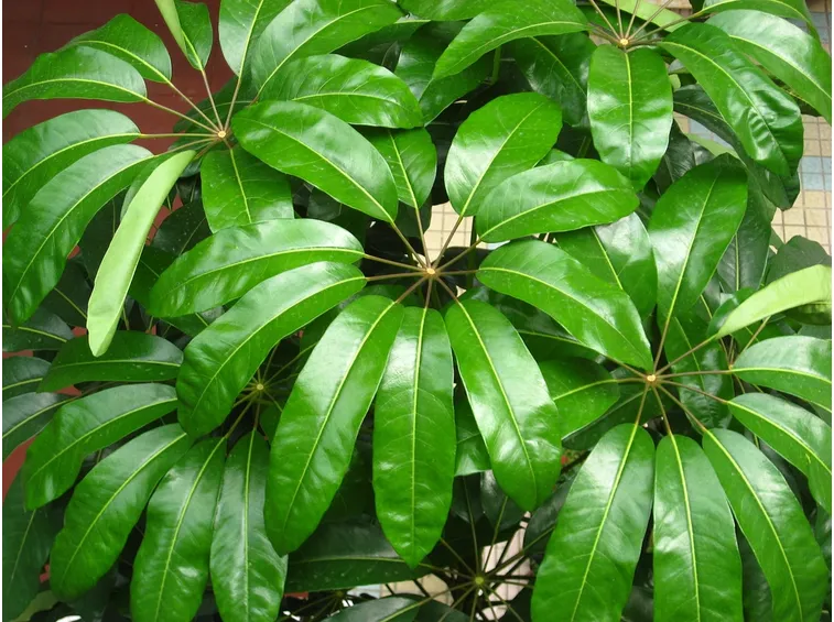 Schefflera actinophylla