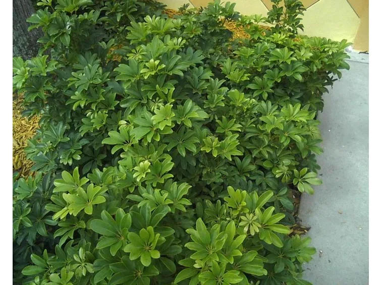 Schefflera arboricola