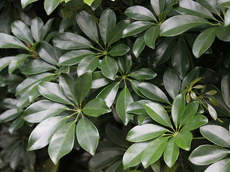 Schefflera 