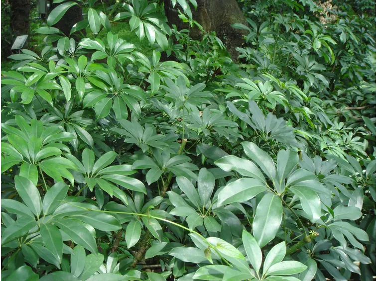 Schefflera 