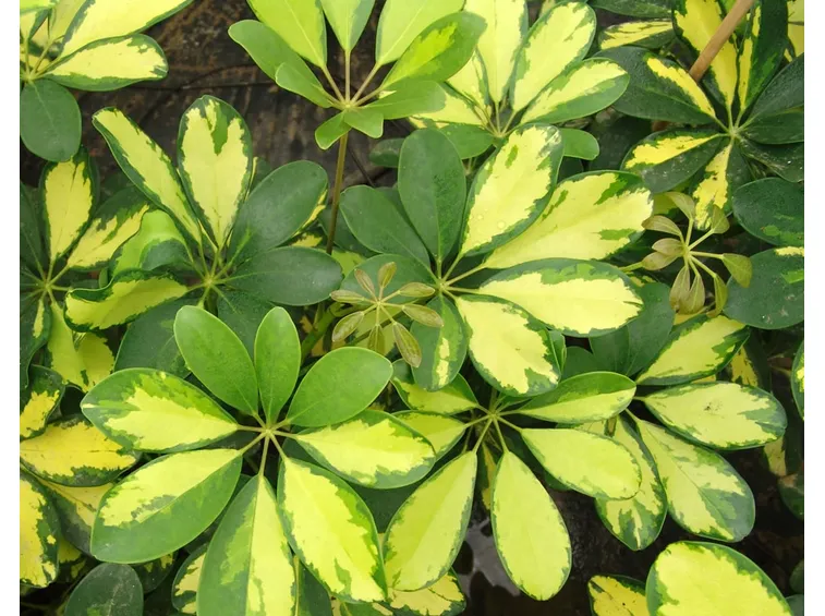 Schefflera 