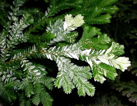 Selaginella 