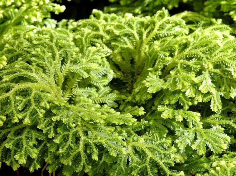 selaginella martensii