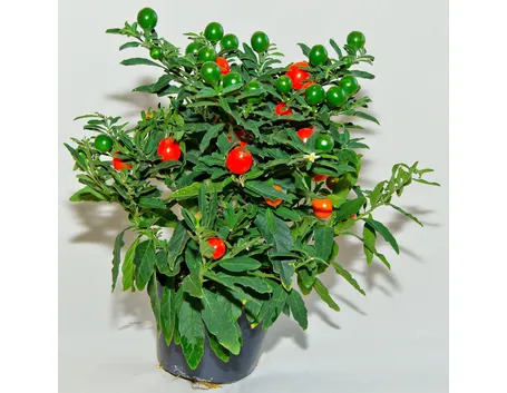 Solanum 